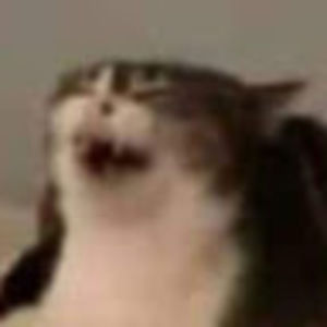 Meet your Posher, Ronnie